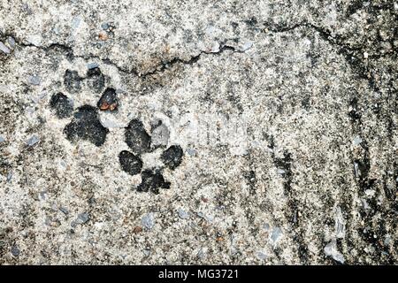 Footprint del cane sul terreno concreto. Foto Stock