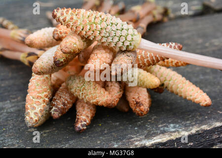 Steli fertili di vulcanizzante equiseto pianta vista ravvicinata con visibile sporangiophores in strobili, cono-strutture simili in corrispondenza delle punte degli steli Foto Stock