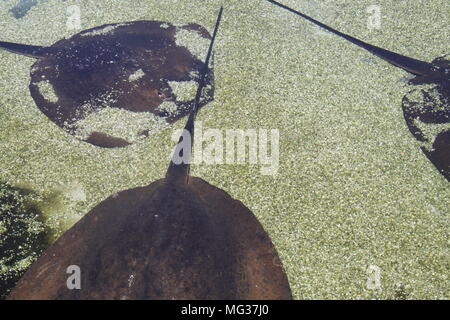 Thorntail trigoni (Dasyatis Thetidis) appoggiato sul fondo shore Foto Stock