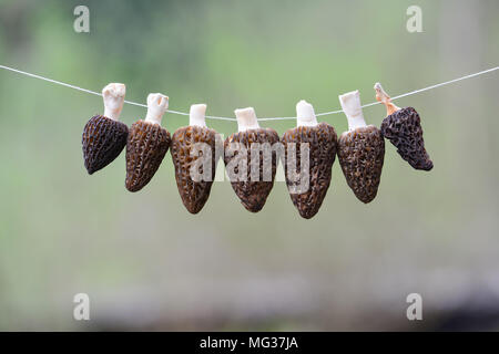 Morilles nel processo di essiccazione su forte, cordino bianco contro sfocato sfondo verde con spazio di copia Foto Stock