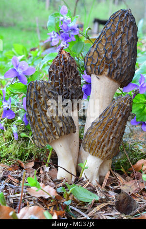 Quattro giovani e sani di morel nero o Morchella conica funghi crescono insieme selvaggio con fiori viola, vista ravvicinata Foto Stock