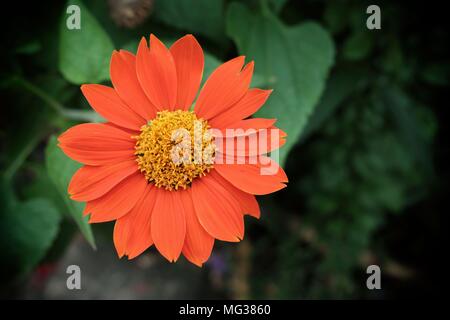 Chiuso-up Zinnia fiore. Foto Stock