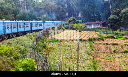 Treno tra i giardini vegetbale Nuwara Eliya in Sri Lanka Foto Stock