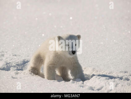 Carino Polar Bear Cub passeggiate nelle tracce lasciate da sua madre sulla coperta di neve ghiaccio di un fiordo congelato. Foto Stock