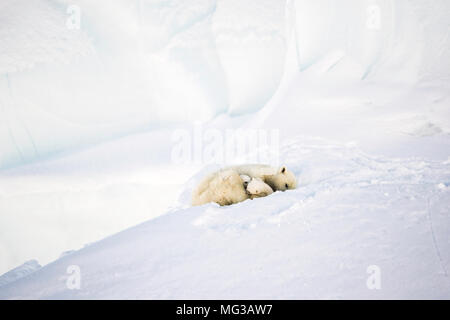 Adulto di sesso femminile di orso polare e i suoi due cuccioli su un iceberg, seduto nella neve. Isola Baffin, Canada Artico. Foto Stock