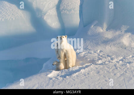 Adulto di sesso femminile di orso polare e i suoi due cuccioli su un iceberg, seduto nella neve. Isola Baffin, Canada Artico. Foto Stock