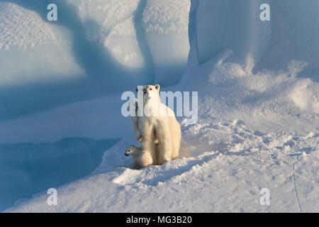 Adulto di sesso femminile di orso polare e i suoi due cuccioli su un iceberg, seduto nella neve. Isola Baffin, Canada Artico. Foto Stock