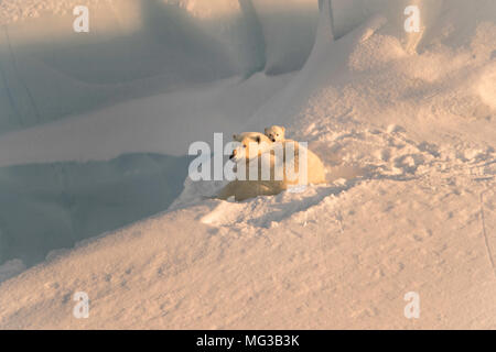 Adulto di sesso femminile di orso polare e i suoi due cuccioli su un iceberg, seduto nella neve. Isola Baffin, Canada Artico. Foto Stock
