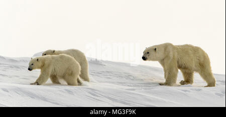 Madre di orso polare e un yearling cub camminando su un iceberg, Isola Baffin, Canada, Nunavut, ARCTIC Foto Stock