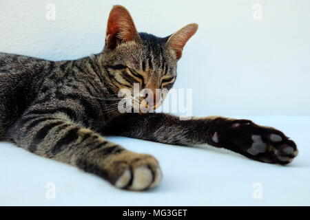 Assonnato Gatto sdraiato su sfondo bianco. Foto Stock