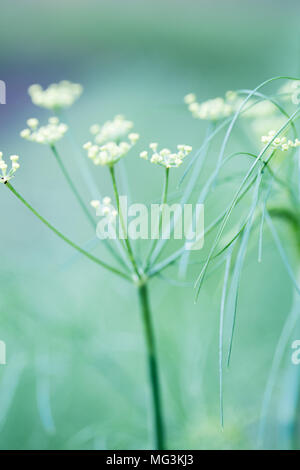 Fiore di finocchio Foto Stock