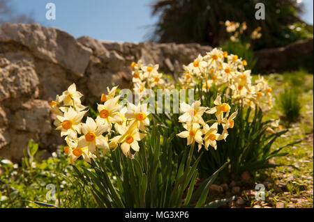 Wild narcisses fioritura sull'Île Sainte-Marguerite, Côte d'Azur, in Francia Foto Stock