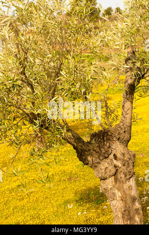 Campi di olivi in primavera a Gargas, Luberon, Francia Foto Stock