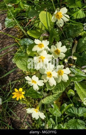 Primule nel sagrato della chiesa di San Oudoceus chiesa, Llandogo, Galles. Foto Stock