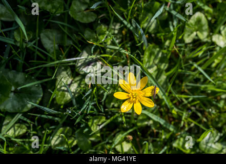 Lesser celendine sul sagrato di San Oudoceus chiesa, Llandogo, Galles. Foto Stock