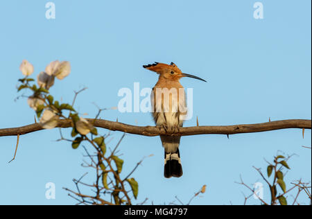 Upupe sono uccelli colorati trovati in tutta Afro-Eurasia, notevoli per la loro peculiare "corona" di piume. Foto Stock