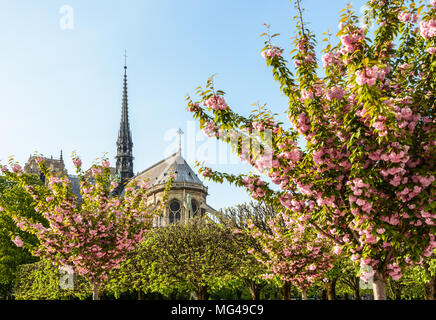 Il coro ed il campanile della cattedrale di Notre Dame de Paris cathedral visto da Giovanni XXIII Parco in primavera con la fioritura di ciliegi giapponesi, in primo piano. Foto Stock