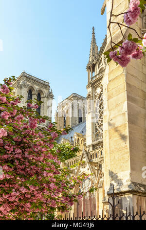 Notre-Dame de Paris cathedral seen from the John XXIII park in springtime with japanese cherry trees laden with pink flowers in the foreground. Foto Stock