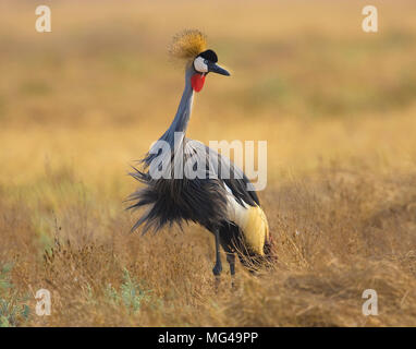 Ritratto di Grey Crowned Crane (Balearica regulorum) con il vento arricciatura le sue piume Foto Stock