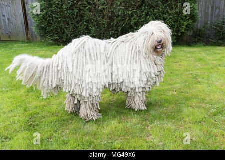 Grande bianco cane peloso comodor nel giardino. Komodor cane. Foto Stock