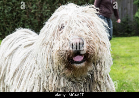 Grande bianco cane peloso comodor nel giardino. Komodor cane. Foto Stock