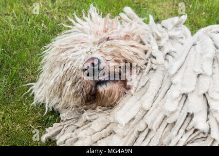 Grande bianco cane peloso comodor nel giardino. Komodor cane. Foto Stock