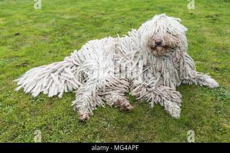 Grande bianco cane peloso comodor nel giardino. Komodor cane. Foto Stock