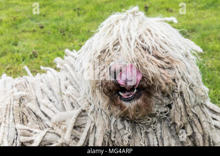 Grande bianco cane peloso comodor nel giardino. Komodor cane. Foto Stock