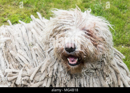 Grande bianco cane peloso comodor nel giardino. Komodor cane. Foto Stock