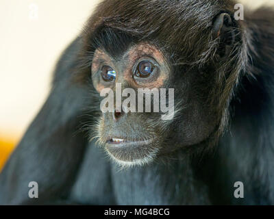 Nero con testa di scimmia ragno Ateles fusciceps Captive ritratto Foto Stock