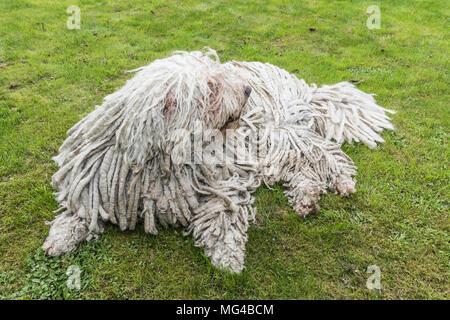 Grande bianco cane peloso comodor nel giardino. Komodor cane. Foto Stock