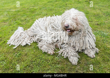 Grande bianco cane peloso comodor nel giardino. Komodor cane. Foto Stock