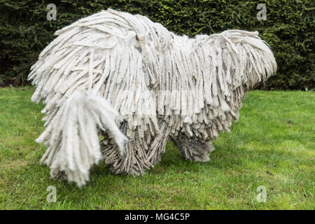 Grande bianco cane peloso comodor nel giardino. Komodor cane. Foto Stock