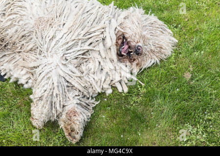 Grande bianco cane peloso comodor nel giardino. Komodor cane. Foto Stock