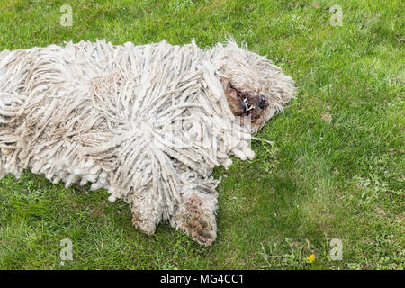 Grande bianco cane peloso comodor nel giardino. Komodor cane. Foto Stock