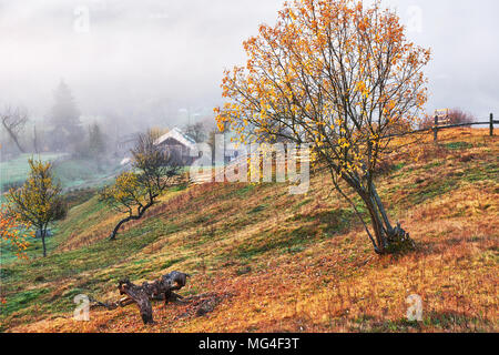 Shiny albero sul pendio di una collina con raggi di sole a valle di montagna coperta di nebbia. Stupenda scena di mattina. Rosso e giallo Foglie di autunno. Carpazi, Ucraina, l'Europa. Scoprite il mondo della bellezza Foto Stock