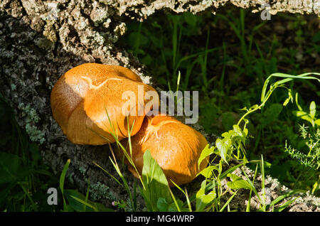 Due golden funghi (Gymnopilus suberis) cresce sulle fessure di morto un albero di sughero log. Monti Arrabida, Portogallo. Foto Stock