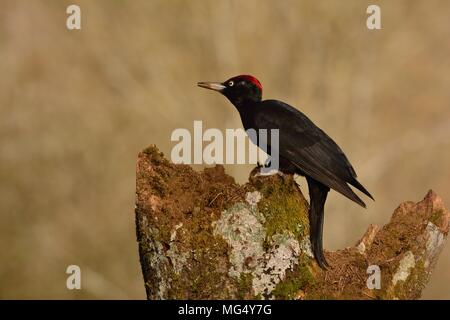 Picchio nero Dryocopus martius appollaiato sul vecchio ramo secco nel mezzo della foresta con sfondo grigio Foto Stock