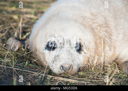 Donna Nook, Lincolnshire, Regno Unito - Nov 16 : chiudere fino sulla faccia di un simpatico fluffy neonato guarnizione grigio pup giacente in erba 16 Nov 2016 a Donna Nook Foto Stock