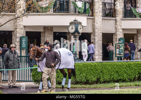 LEXINGTON, KY/STATI UNITI D'America - 19 Aprile 2018: Un gestore guide una puledra purosangue tutto il paddock per gli appassionati di vedere prima della prima gara (per un portamonete di $60 Foto Stock