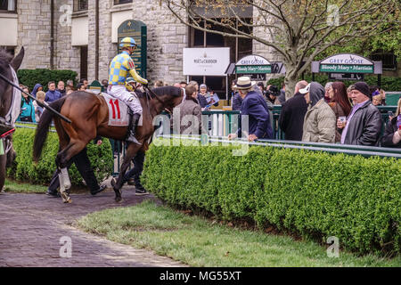 LEXINGTON, KY/STATI UNITI D'America - 19 Aprile 2018: fan ottenere un ultimo sguardo da vicino come un fantino guida il suo purosangue dal paddock verso la via prima del primo Foto Stock