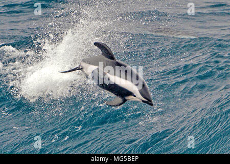 Clessidra Dolphin (Lagenorhynchus cruciger), saltando Georgia del Sud Foto Stock
