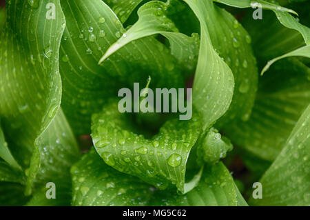 Hosta coperto di rugiada Foto Stock