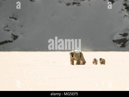 Madre di orso polare e due di questo anni neonato cubs a piedi attraverso il ghiaccio di un fiordo congelato, Baffin Foto Stock