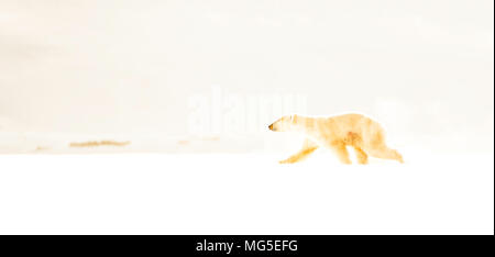 Alta immagine chiave di una femmina di orso polare in esecuzione sul ghiaccio del Isola Baffin, Nunavut, Canada, ARCTIC Foto Stock