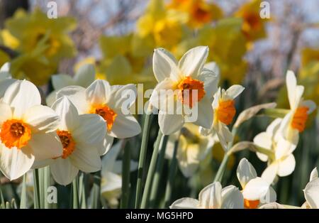 Yellow Daffodils, narcisi, fioritura in Shropshire sole primaverile Foto Stock