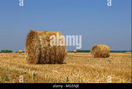 Oro giallo di balle di fieno di frumento Paglia nel campo delle stoppie dopo la stagione di raccolta in agricoltura Foto Stock