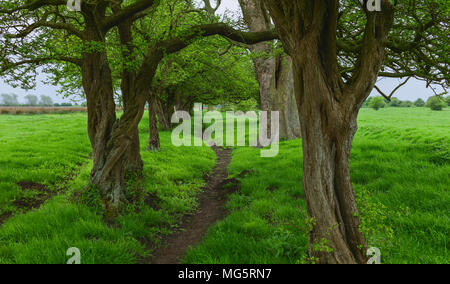 Alberi di germogliazione di foglie di primavera e i campi di erba di fianco ad un sentiero sulla mattina nuvoloso nelle zone rurali a Beverley, Yorkshire, Regno Unito. Foto Stock