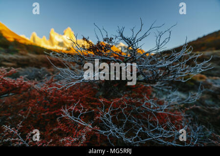 Autunno in Patagonia e la boccola ricoperta di brina. Parte argentina Foto Stock