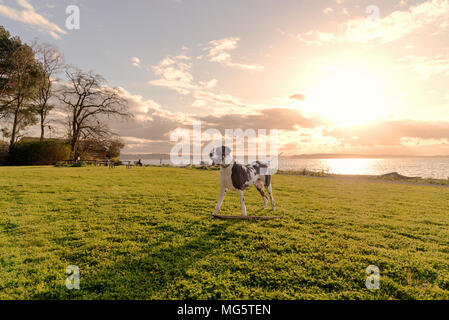 Arlecchino Alano cane adulto di razza pura in piedi sul prato del parco al tramonto sul mare. Foto Stock